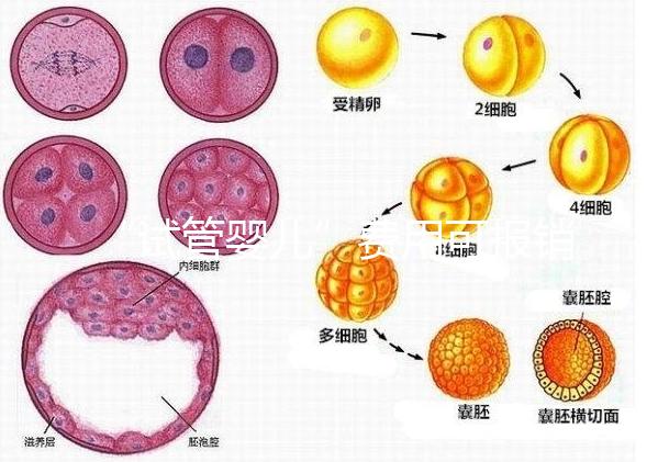 “試管嬰兒”費(fèi)用可報(bào)銷！11月1日起，患者可在柳人醫(yī)享受新政迎“好孕”