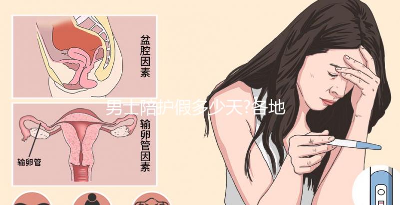 男士陪護假多少天?各地陪產假天數匯總