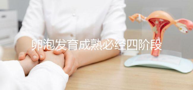 卵泡發(fā)育成熟必經(jīng)四階段，不同時期都可能出現(xiàn)閉鎖卵泡