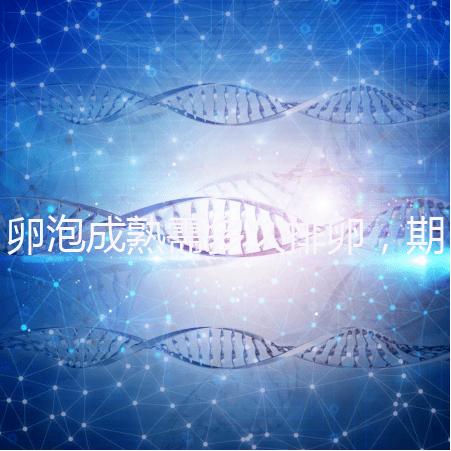 卵泡成熟需多久排卵，期間如何護理可提高受孕率