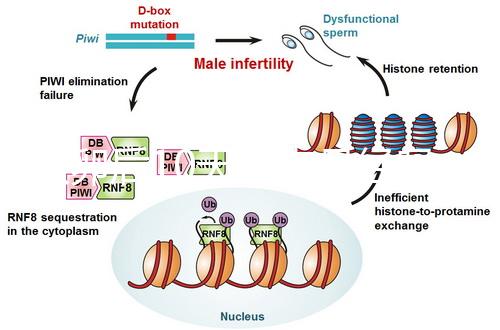 取卵后10天會來月經嗎？快拿小本本記好準確時間