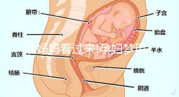 準(zhǔn)媽媽看過來!孕婦夢見兔子的7情形胎夢寓意解讀
