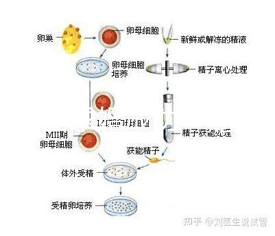 何猷君求婚成功！賭王四太回應“奚夢瑤懷孕”傳聞
