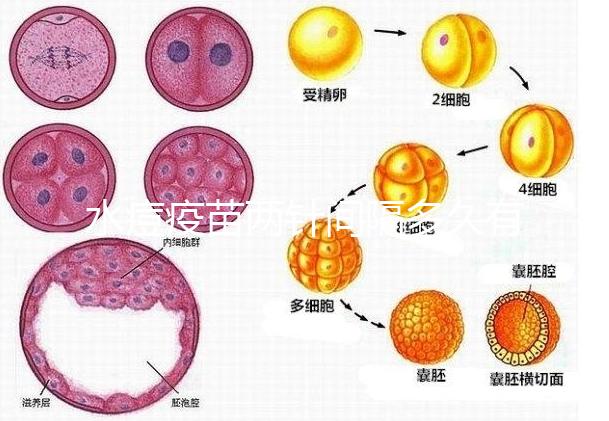 水痘疫苗兩針間隔多久有規(guī)定,第二針什么時(shí)候按年齡來(lái)算