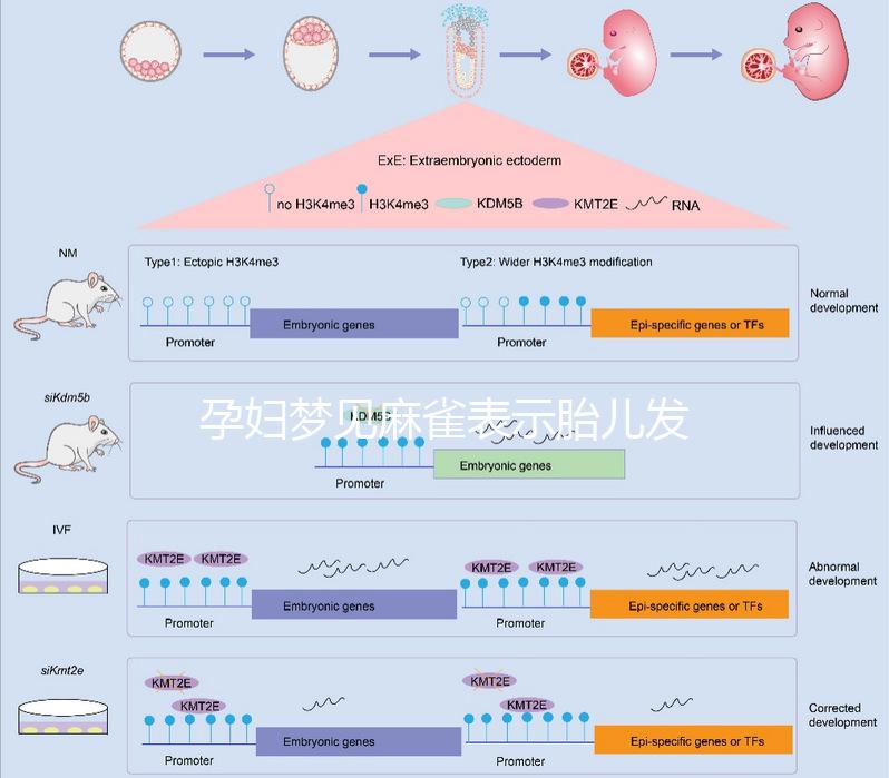 孕婦夢(mèng)見麻雀表示胎兒發(fā)育很健康!具體胎夢(mèng)含義解讀