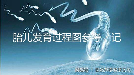 胎兒發(fā)育過程圖參考，記錄胚胎從一到九個月變化