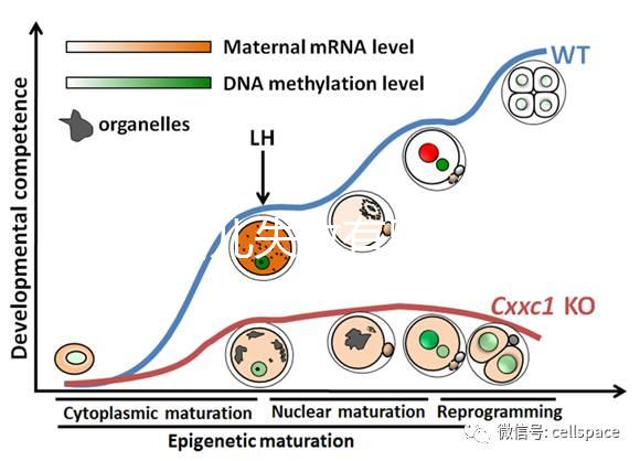 試管嬰兒失敗有黑幕？泰國杰特寧醫院騙局是謠言還是欺騙？