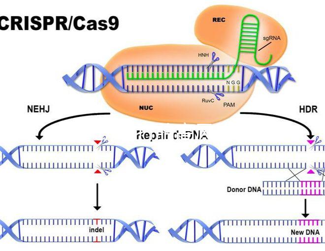 47歲藥流打胎高風險！這5大后果極易威脅身體健康