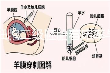 6細胞二級胚胎著床率與養囊成功率解讀，拿不準移植與否戳